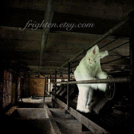 Color Photography Weird Photography Creepy Bunny frighten Halloween Decor Creepy Rabbit Art 5x5 ...