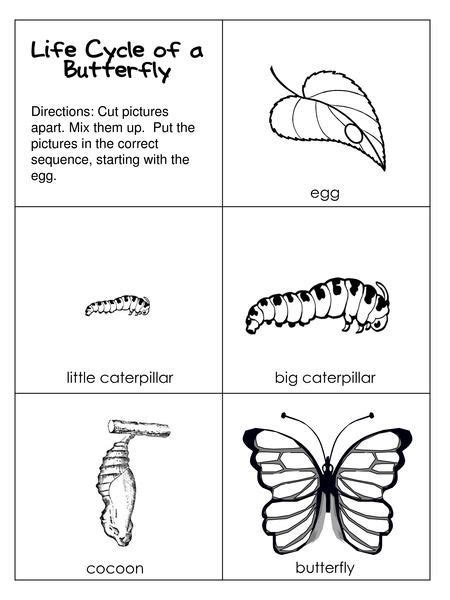 The Very Hungry Caterpillar Free Unit Study Lesson Lapbook Printables | The very hungry ...