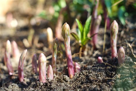 Should You Fertilize Your Asparagus Plants? - Food Gardening Network