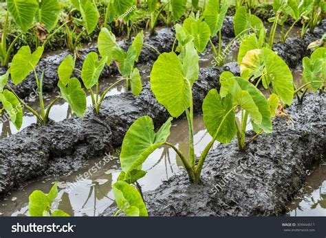 Native Hawaiian Plant Called Taro Kalo Stock Photo 309444611 | Shutterstock