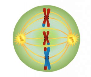 Meiosis - Stages - TeachMePhysiology