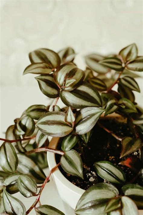 Everything You Want to Know About Wandering Jew Plant: Propagation, Growing, and Caring