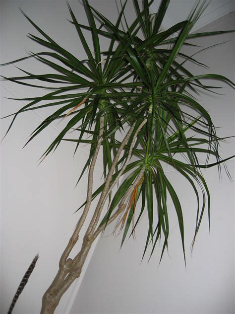 Indoor Plant | A plant in the house we stayed at for my 18th… | Flickr