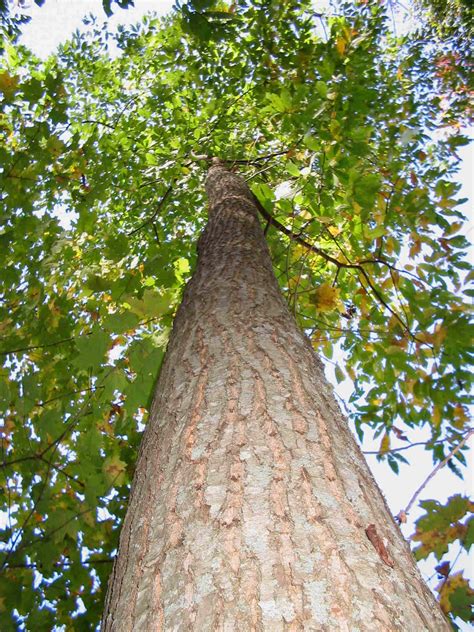 Chestnut Restoration Project: Let us dedicate a Chestnut Tree for you in the Mountains of North ...