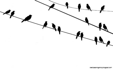 Bird On Wire Silhouette at GetDrawings | Free download