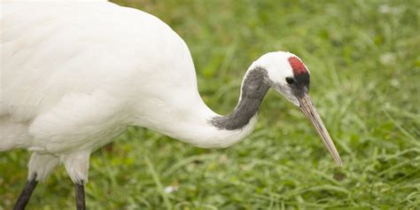 Red-crowned crane | Smithsonian's National Zoo and Conservation Biology Institute