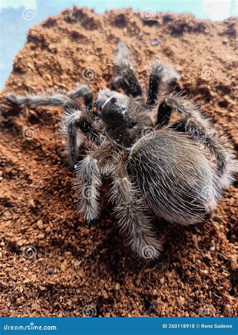 Tliltocatl Albopilosus is a Species of Tarantula, Also Known As the ...