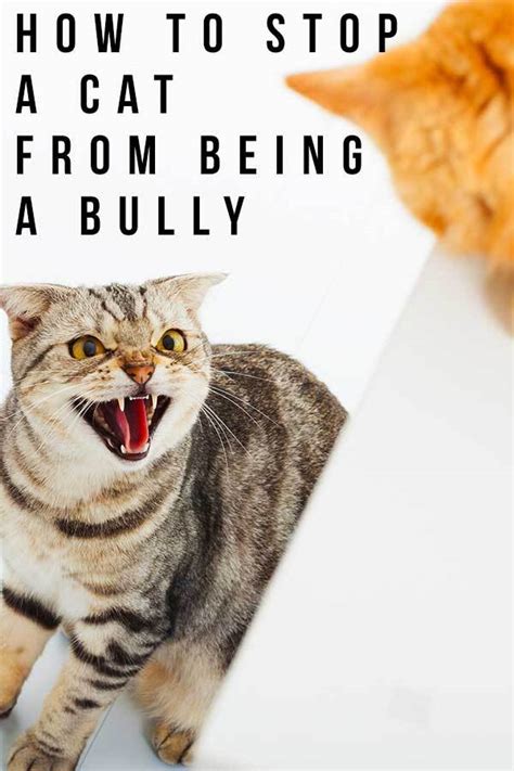 How To Stop A Cat From Being A Bully And Restore Peace At Home