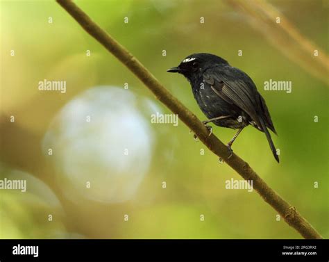 Damar Flycatcher (Ficedula henrici) perched in understory of lowland raindforest on Damar island ...