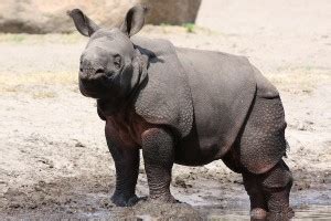 Rhinoceros Reproduction