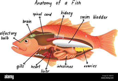 Fish Internal Organs