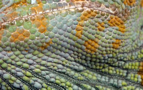 Chameleon Skin Texture Background Free Stock Photo - Public Domain Pictures