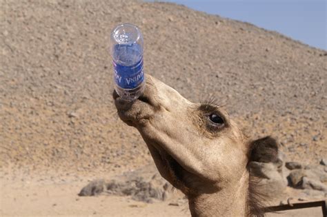 How do camels conserve water? - About Wild Animals