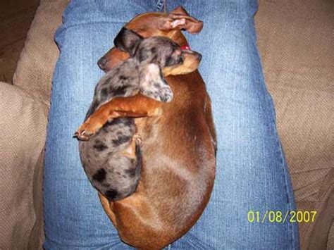 Dog Hugs – 1Funny.com