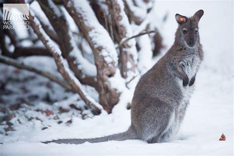 Woodland Park Zoo Blog: Animals explore a winter wonderland: first snowfall of the season delights