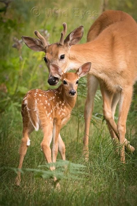 Pin on Photos - Wildlife - Deer