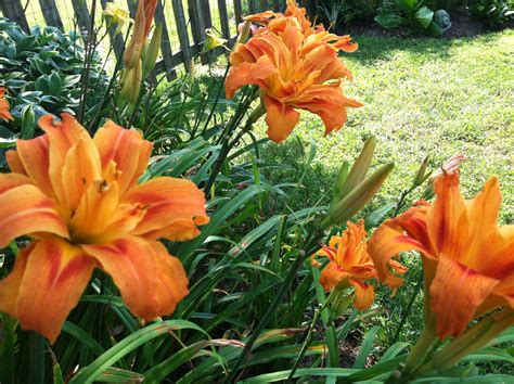 Double Orange Daylily | Day lilies, Plants, Orange