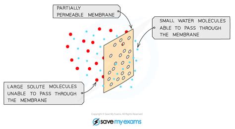 AQA A Level Biology复习笔记2.4.5 Osmosis-翰林国际教育