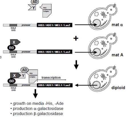 Yeast Two-Hybrid — Roepman Lab