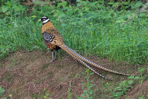 Eastern China Birding Tours - Birdwatching Tours - Birdquest