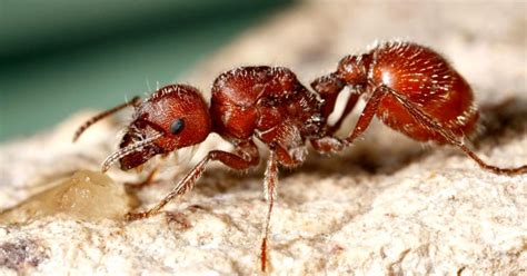 Red Ants | Amazing Wallpapers