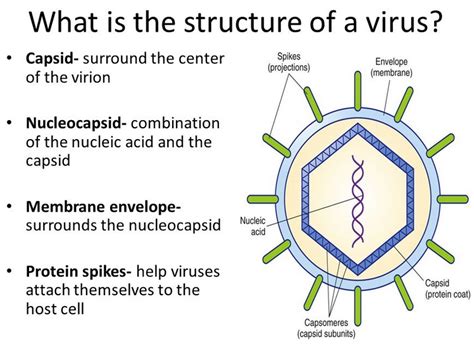 What is a virus? - Medical Yukti