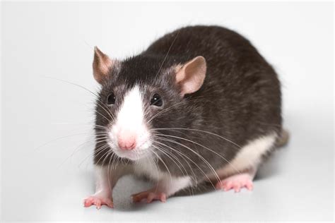 Fancy Rat, Land Animals, Mammals, Animal Messages and Totems, spirit-animals.com