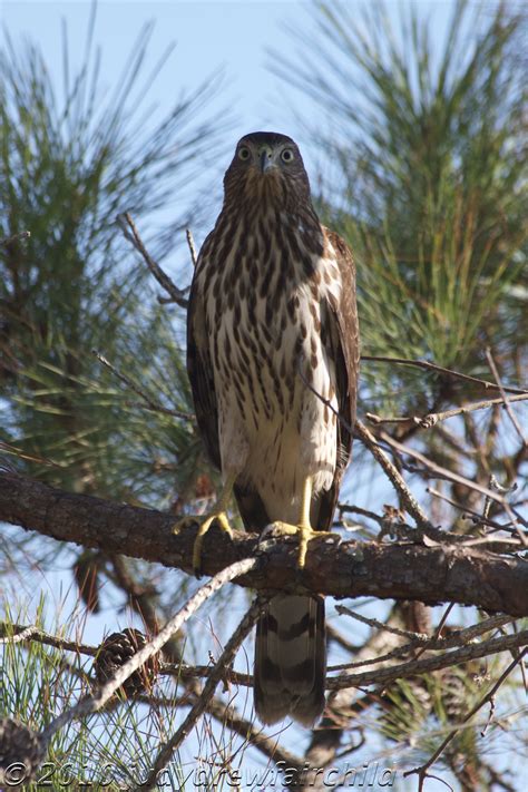 It's Hawk Migration Season: Here's a Beautiful Hawk with a Tricky ID ...