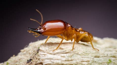 Isoptera 101: The Termite Life Cycle And Castes Explained