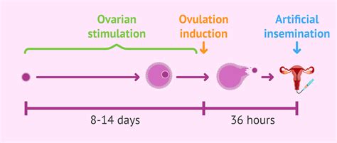 Ovarian stimulation in artificial insemination