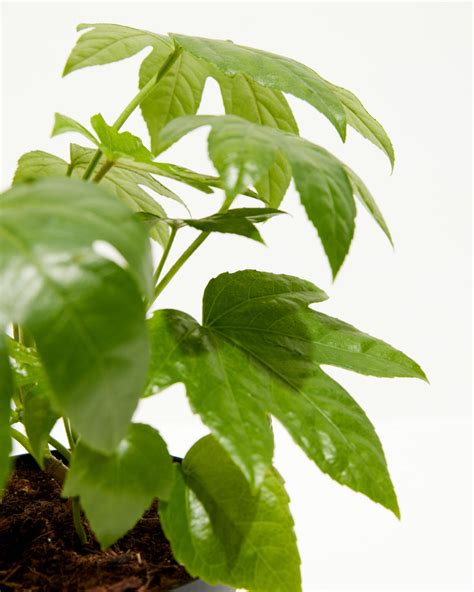 Japanese Aralia for Delivery | Low Light Plants | Lively Root