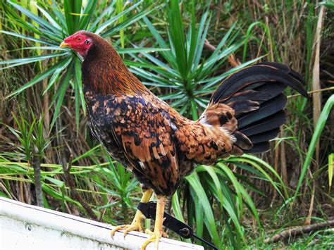 One of my genetic masterpieces, A Hen feathered Gamecock of my own ...