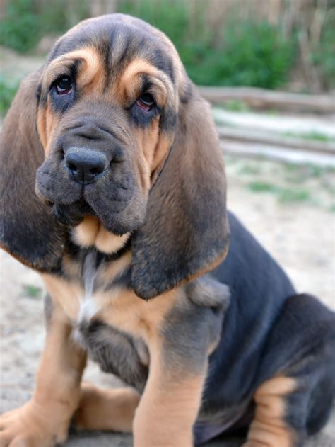 45+ Bloodhound Puppies For Sale - l2sanpiero