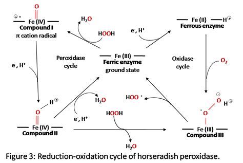 Horseradish Peroxidase - Chemistry LibreTexts