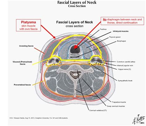 Fascia Layers of the Neck Flashcards | Quizlet