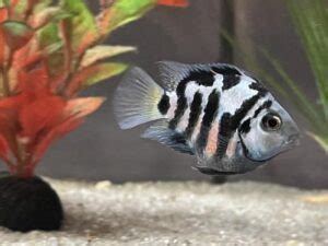 Polar Blue Parrot Cichlid: Size, Tank Mates, & Care