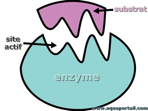 Enzyme Definition