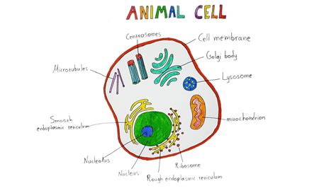 How to Draw an Animal Cell - Step by Step - With a Small Test - Draw and Learn - YouTube