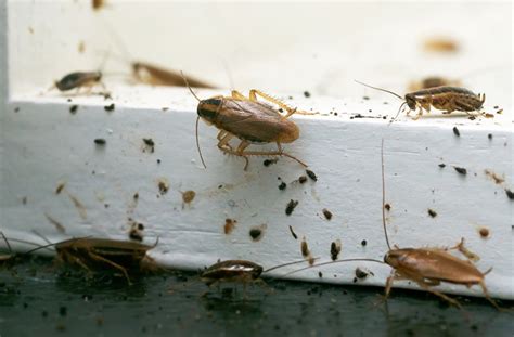 How to Clean a Roach Infested House (4 Natural Ideas) | House Grail