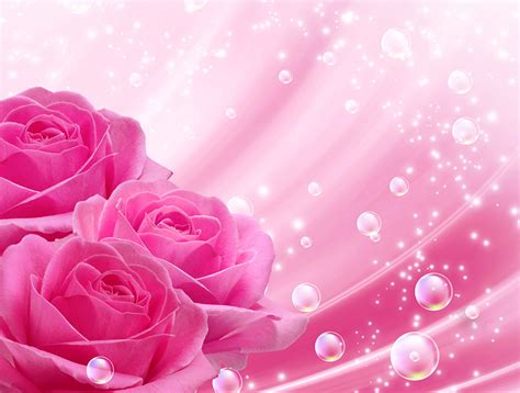 Picture Roses Pink color Flowers