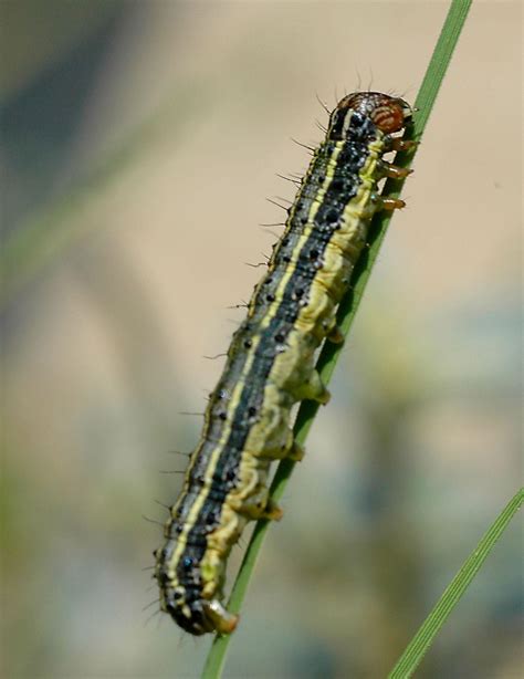 Army Worms Invading Northeast Texas Lawns | 88.9 KETR