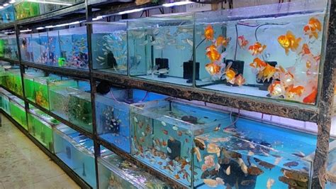 Freshwater Fish Store Clearance Outlet, Save 41% | jlcatj.gob.mx