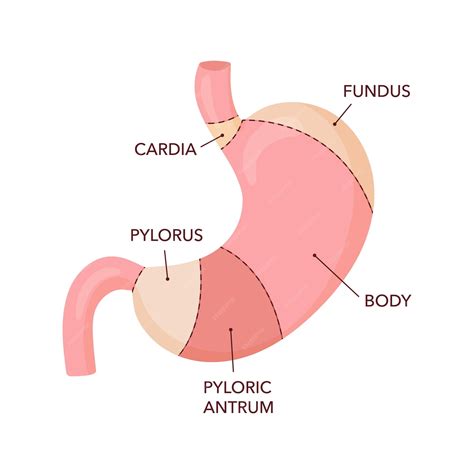 Premium Vector | Human stomach anatomy diagram