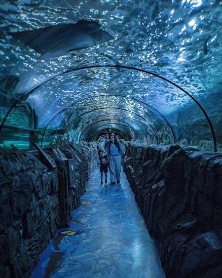 Discover the Majestic Underwater World at Aquaria Sydney