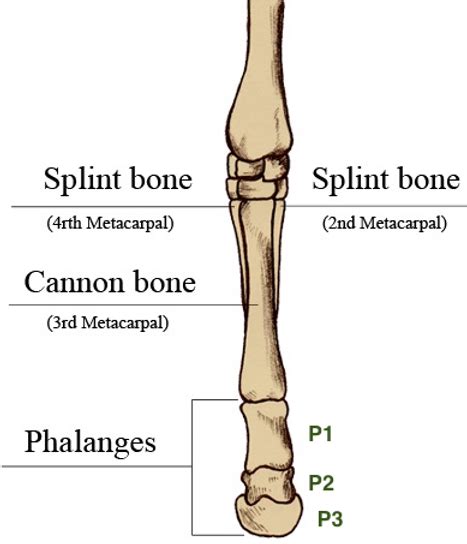 Cannon Bone