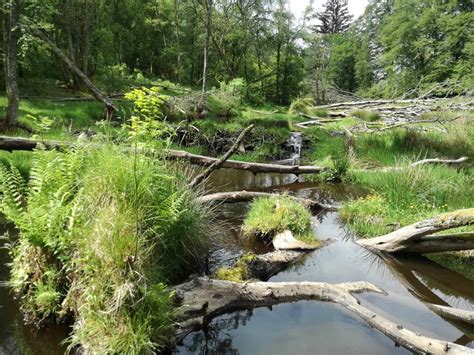 The rightful return of the beaver to Britain | Ecohustler