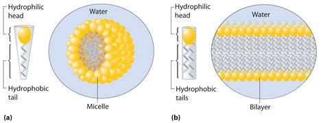 Aggregate Particles in Aqueous Solution