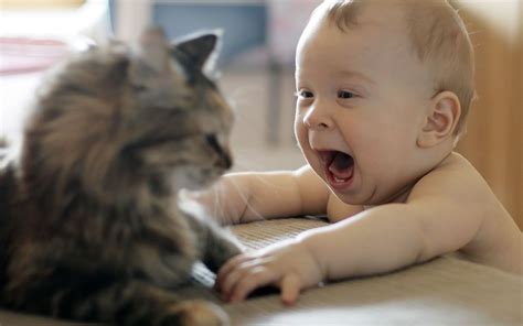 A child playing with a cat wallpapers and images - wallpapers, pictures, photos