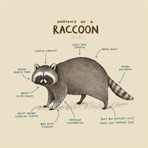 Anatomy of a Raccoon - Raccoon - T-Shirt | TeePublic