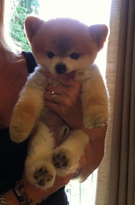 Walter is a puppy mill rescue showing off his teddy bear cut | Pomeranian puppy, Pomeranian ...